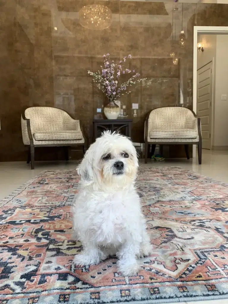 Therapy Dog Hazel Ready for the day of general dentistry and cosmetic dental care at DentalQ’s Lincoln Park Dental Office in Chicago Therapy dog Hazel in the waiting room, ready to start her day at DentalQ’s Lincoln Park dental office in Chicago.